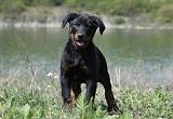 BEAUCERON - PUPPIES 202